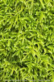 Attēlu rezultāti vaicājumam “Eurhynchium striatum”