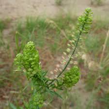 Attēlu rezultāti vaicājumam “Lepidium densiflorum”