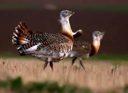 Image result for Otis tarda