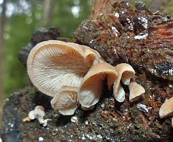 Attēlu rezultāti vaicājumam “Lentinellus ursinus”