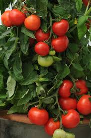 Attēlu rezultāti vaicājumam “Lycopersicon esculentum”