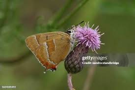Attēlu rezultāti vaicājumam “Thecla betulae female”