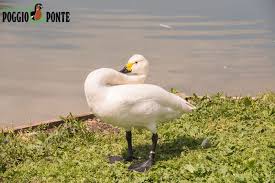 Attēlu rezultāti vaicājumam “Cygnus columbianus adult”