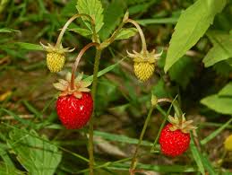 Image result for Fragaria vesca