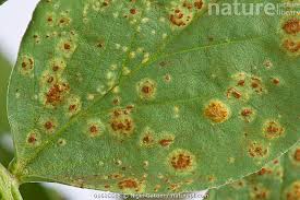 Attēlu rezultāti vaicājumam “Vicia faba leaf”