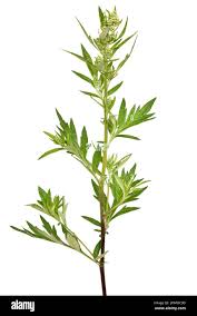 Attēlu rezultāti vaicājumam “Artemisia vulgaris flower”