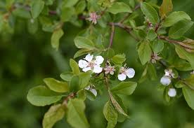 Attēlu rezultāti vaicājumam “Prunus cerasifera var. divaricata flower”