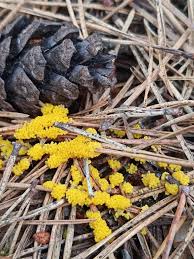 Attēlu rezultāti vaicājumam “Physarum virescens macro”