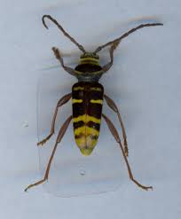 Attēlu rezultāti vaicājumam “Plagionotus detritus”