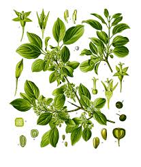 Attēlu rezultāti vaicājumam “Rhamnus cathartica leaf”