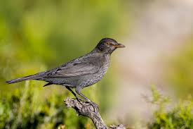 Attēlu rezultāti vaicājumam “Turdus merula juvenile”