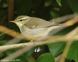 Image result for Phylloscopus borealis