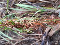 Attēlu rezultāti vaicājumam “Acantholyda posticalis”