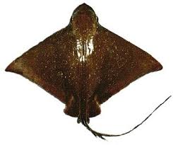 Image result for Myliobatis freminvillei