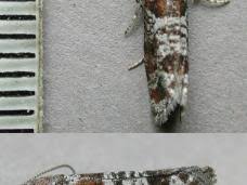 Attēlu rezultāti vaicājumam “Retinia resinella”