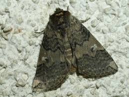 Attēlu rezultāti vaicājumam “Tethea or”