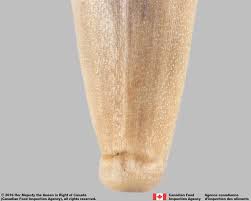 Attēlu rezultāti vaicājumam “Festuca rubra subsp. rubra fruit”