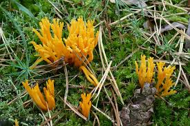 Attēlu rezultāti vaicājumam “Ramariopsis crocea”