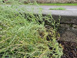 Attēlu rezultāti vaicājumam “Atriplex littoralis fruit”