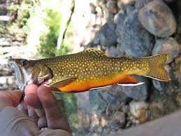 Image result for Salvelinus fontinalis