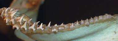 Image result for Scyliorhinus canicula