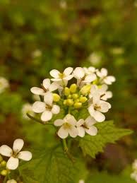 Attēlu rezultāti vaicājumam “Alliaria petiolata flower”