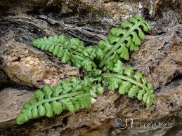 Attēlu rezultāti vaicājumam “Asplenium viride”