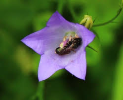 Attēlu rezultāti vaicājumam “Campanula rotundifolia flower”