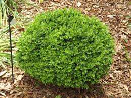 Attēlu rezultāti vaicājumam “Buxus sempervirens”