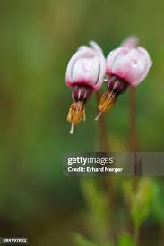 Attēlu rezultāti vaicājumam “Oxycoccus flower”