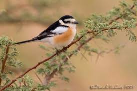 Image result for Lanius nubicus