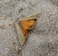 Attēlu rezultāti vaicājumam “Spiris striata”