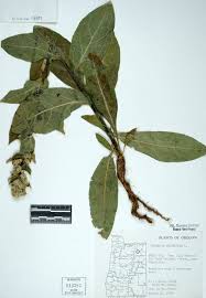 Image result for Verbascum phlomoides