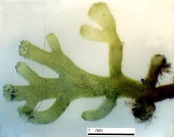 Attēlu rezultāti vaicājumam “Riccardia palmata”