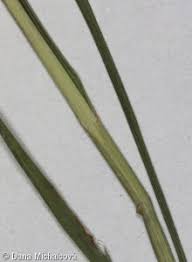 Attēlu rezultāti vaicājumam “Glyceria striata leaf”