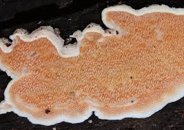 Attēlu rezultāti vaicājumam “Steccherinum bourdotii”