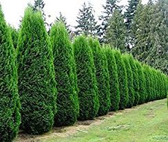 Attēlu rezultāti vaicājumam “Thuja plicata”