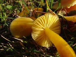 Attēlu rezultāti vaicājumam “Hygrocybe sp.”