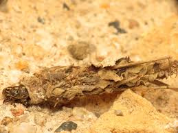 Attēlu rezultāti vaicājumam “Canephora hirsuta”