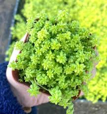 Image result for Sedum acre