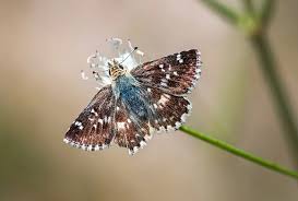 Attēlu rezultāti vaicājumam “Barbeyella minutissima macro”