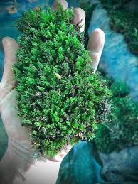 Attēlu rezultāti vaicājumam “Aulacomnium”