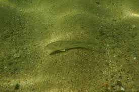 Image result for Menticirrhus saxatilis