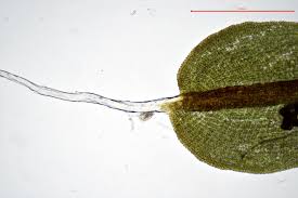 Attēlu rezultāti vaicājumam “Syntrichia virescens”