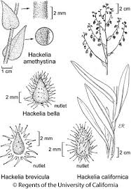 Attēlu rezultāti vaicājumam “Badhamia bethelii stalked”