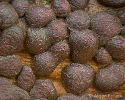 Attēlu rezultāti vaicājumam “Claustria didermoides stalked”