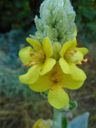 Attēlu rezultāti vaicājumam “Verbascum thapsus”