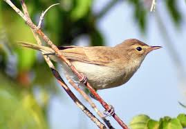 Image result for Hippolais caligata