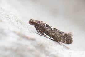 Attēlu rezultāti vaicājumam “Acrolepiopsis assectella”