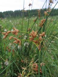Attēlu rezultāti vaicājumam “Schoenoplectus lacustris subsp. glaucus”